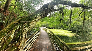 All About Naples, Florida 2